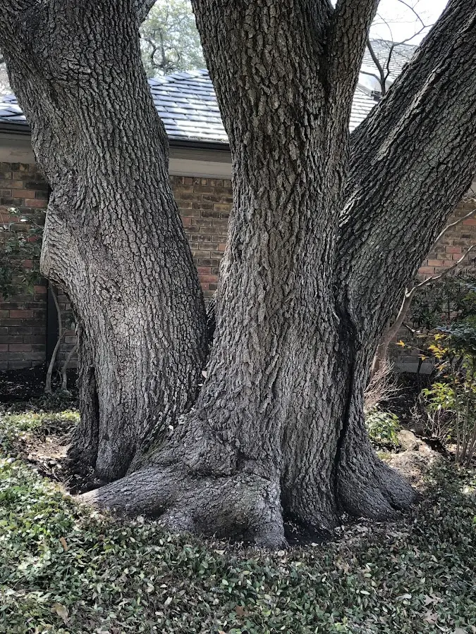 Mature heritage tree close to a Little River property cared for by certified arborists